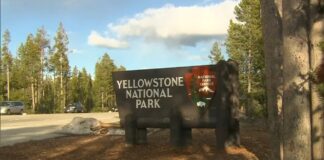 12-year-old injured by bison at Yellowstone National Park