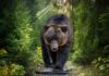 Brown bear walking along a forest trail