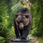 Grizzly Strolls By — Where’s The Danger? Brown bear walking along a forest trail