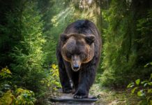 Grizzly Strolls By — Where’s The Danger? Brown bear walking along a forest trail