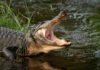 An alligator with its mouth wide open near a body of water
