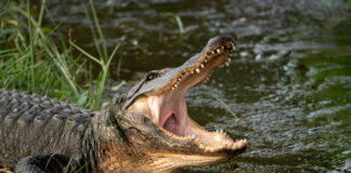 An alligator with its mouth wide open near a body of water