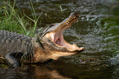 Wild,American,Alligator,Natural,Behavior,At,Orlando,Wetlands,At,Cape An alligator with its mouth wide open near a body of water