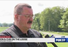 Deputies on hunt for loose lion, cub in Hancock/Madison counties