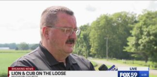 Deputies on hunt for loose lion, cub in Hancock/Madison counties