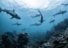 Sharks swimming above a coral reef