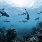 A Century Old, and Still Seeing Clearly Sharks swimming above a coral reef