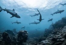 Sharks swimming above a coral reef