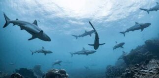 Sharks swimming above a coral reef