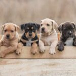 Smoke, Screams, Then A Basket Of Puppies Four puppies leaning over a wooden box