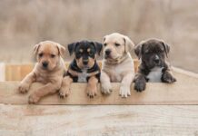 Smoke, Screams, Then A Basket Of Puppies Four puppies leaning over a wooden box