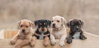 Four puppies leaning over a wooden box