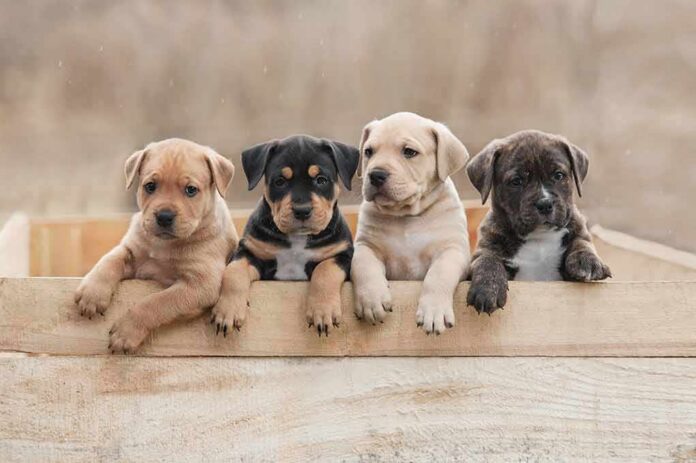 shutterstock_1048123303 Four puppies leaning over a wooden box
