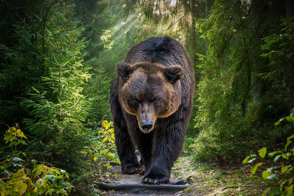 Brown bear walking along a forest trail